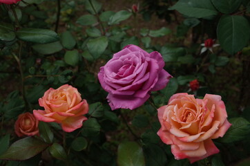 Orange blend Flower of Rose 'Nishiki-e' in Full Bloom
