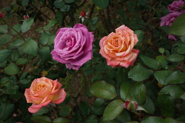 Orange blend Flower of Rose 'Nishiki-e' in Full Bloom
