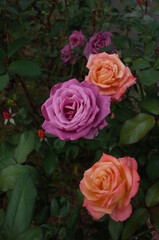 Orange blend Flower of Rose 'Nishiki-e' in Full Bloom
