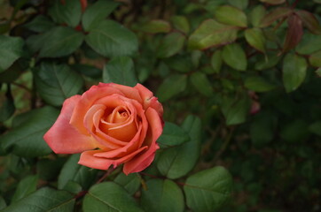 Orange blend Flower of Rose 'Nishiki-e' in Full Bloom
