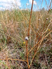Snail crawling on dry grass