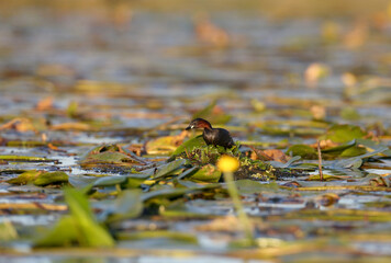 The little grebe (Tachybaptus ruficollis) builds its nest in August. The bird is shot close-up against a background of water and bright aquatic vegetation