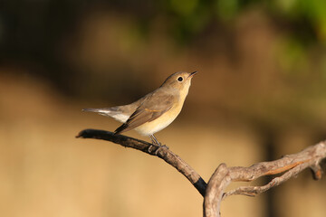 Close-up shot of The red-breasted flycatcher (Ficedula parva) female in soft morning light. Sits on a dry branch on a beautifully blurred background in an unusual pose