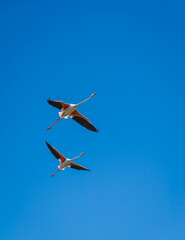 Flamingos flying in a perfect blue sky