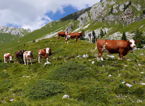 rilassante immagine di bestiame al pascolo in alpeggio di montagna