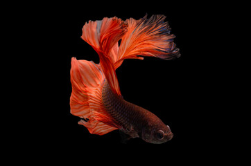 Exotic rhythmic motion movement luxury beautiful half moon long tail Betta,Siamese fighting fish Betta splendens, aggressive,Thai aquatic national animals, popular fish isolated on black