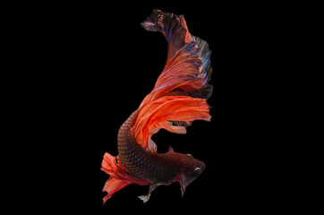 Exotic rhythmic motion movement luxury beautiful half moon long tail Betta,Siamese fighting fish Betta splendens, aggressive,Thai aquatic national animals, popular fish isolated on black