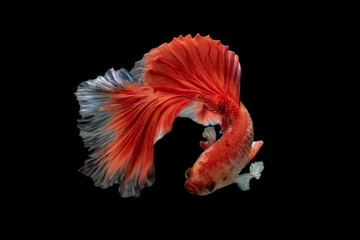Exotic rhythmic motion movement luxury beautiful half moon long tail Betta,Siamese fighting fish Betta splendens, aggressive,Thai aquatic national animals, popular fish isolated on black