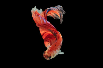 Exotic rhythmic motion movement luxury beautiful half moon long tail Betta,Siamese fighting fish Betta splendens, aggressive,Thai aquatic national animals, popular fish isolated on black