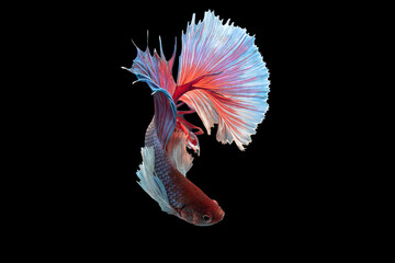 Exotic rhythmic motion movement luxury beautiful half moon long tail Betta,Siamese fighting fish Betta splendens, aggressive,Thai aquatic national animals, popular fish isolated on black