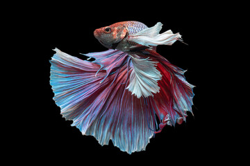 Exotic rhythmic motion movement luxury beautiful half moon long tail Betta,Siamese fighting fish Betta splendens, aggressive,Thai aquatic national animals, popular fish isolated on black