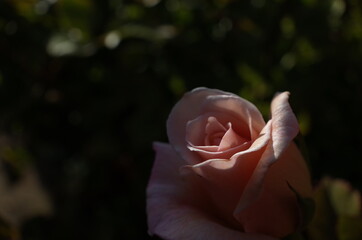 Faint Pink Flower of Rose 'Ophelia' in Full Bloom
