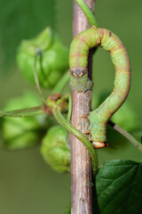 A green caterpillar, a spanner, climbs up a hop tendril