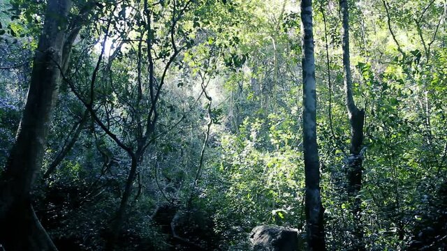 Tropical rain forest on a Sunny day, in the cloud forest (hylea), calendar winter. Sri Lanka (Central plateau, Horton Plains),
