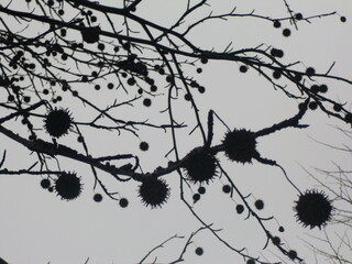 冬曇りにプラタナスの果実