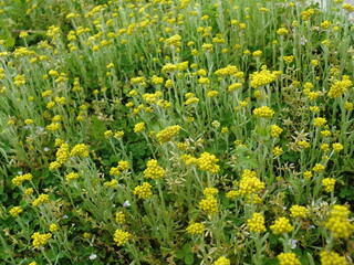 日本の春の野原　母子草など