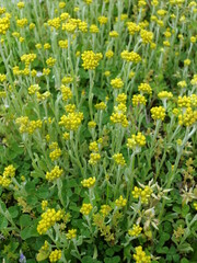 ハハコグサの群生