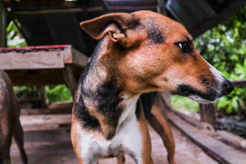 Thai dogs with different poses  white brown and black color.
