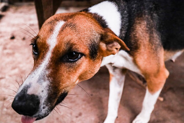 Thai dogs with different poses  white brown and black color.