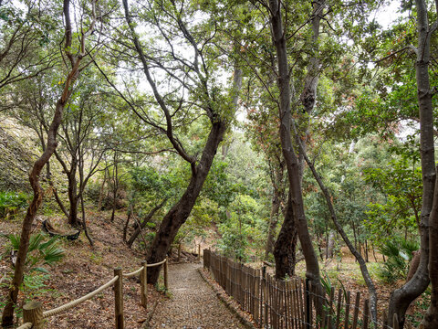 Parc du Mugel de la Ciotat adoss&eacute; au Bec de l'Aigle avec ses all&eacute;es arbor&eacute;es, palmiers, bambouseraie, plantes aromatiques le long d'un espace en pente et rocheux constitu&eacute; de rigoles