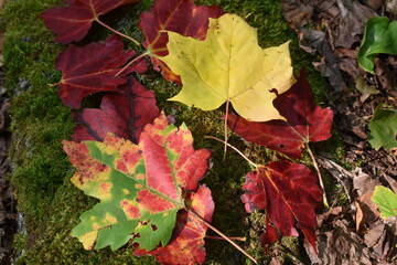 All the colors of fall in a maple leaf