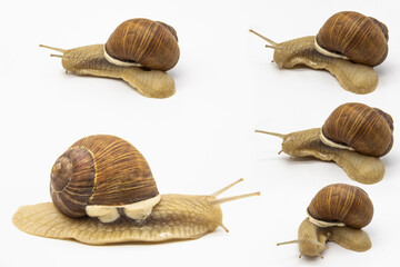 Set of various position of grape snails isolated on white background. Five beautiful grape snail.