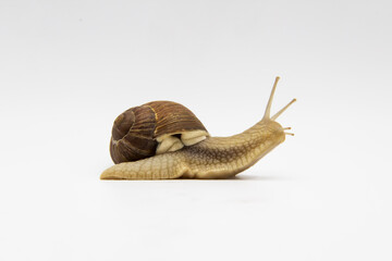 Snail on the white background. Snail moving forward against white background © Olga