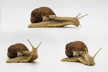 Set of various position of grape snails isolated on white background. Three beautiful grape snails. One snail move on wooden cubes
