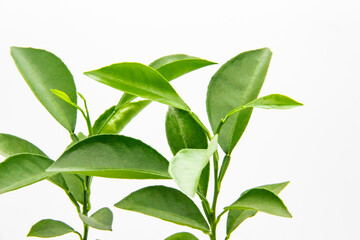 Green leaves of lemon isolated on the white background