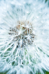 white dandelion flower with macro seeds in full frame like romantic beautiful artistic photo