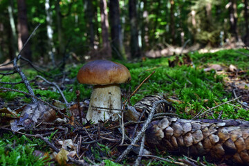 Boletus edulis edible mushroom