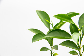 Green leaves of lemon isolated on the white background