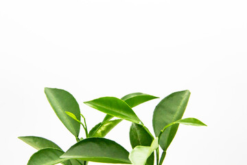Green leaves of lemon isolated on the white background