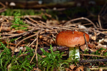 Red mushroom russula