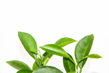 Green leaves of lemon isolated on the white background