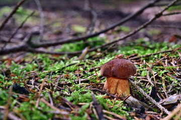 Mushroom xerocomus badius