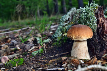 Boletus edulis edible mushroom
