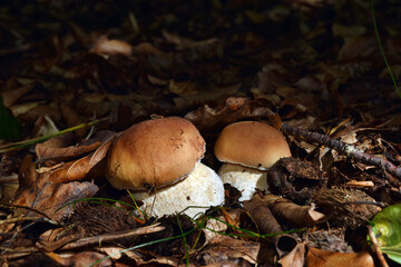 Boletus edulis edible mushroom