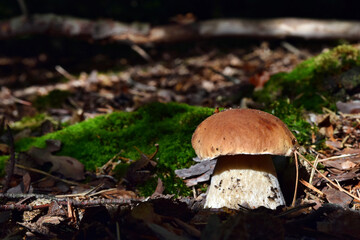 Boletus edulis edible mushroom