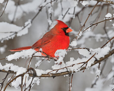 a male Northern Cardinal perches in branches after a fresh snow fall - Ontario