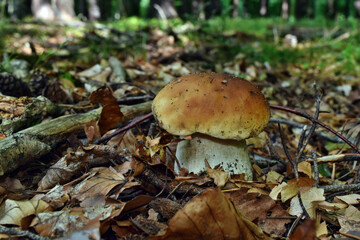 Boletus edulis edible mushroom