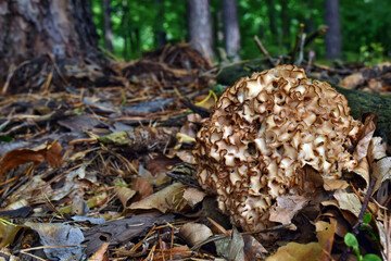 Mushroom Sparassis crispa