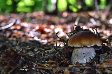 Boletus edulis edible mushroom