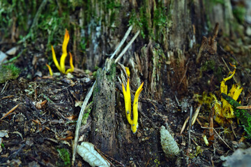 Mushroom yellow sticky