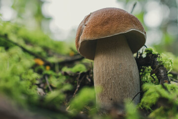 Boletus mushrooms. Fresh Royal porcini mushroom on moss in the forest.