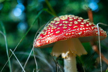 Close up of red poisoned mushroom also known as Amanita muscaria, the fly agaric or fly amanita growing in the forest on bright sunny day.