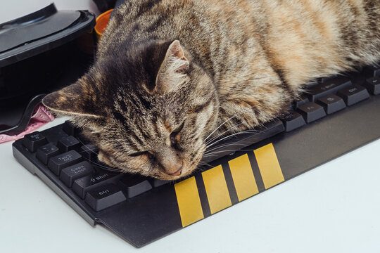 Cat Sleeping On The Keyboard