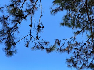 branches against sky