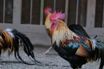 Brown chickens roaming the gravel road