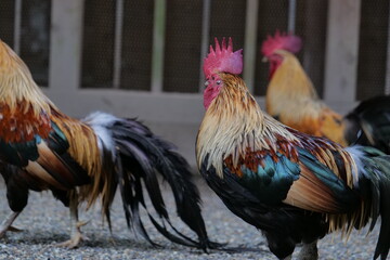 Brightly colored chickens walking on a gravel road